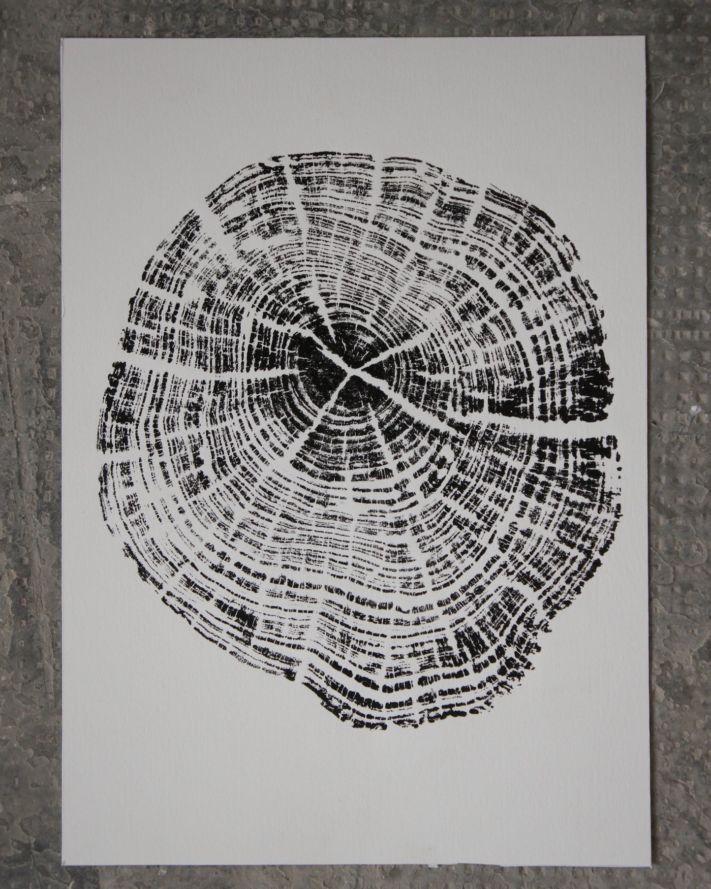 Huella de Árbol #01 Pino de Sierra Elvira